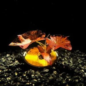 Aquarium Bulb Plants rooted in a natural planted tank