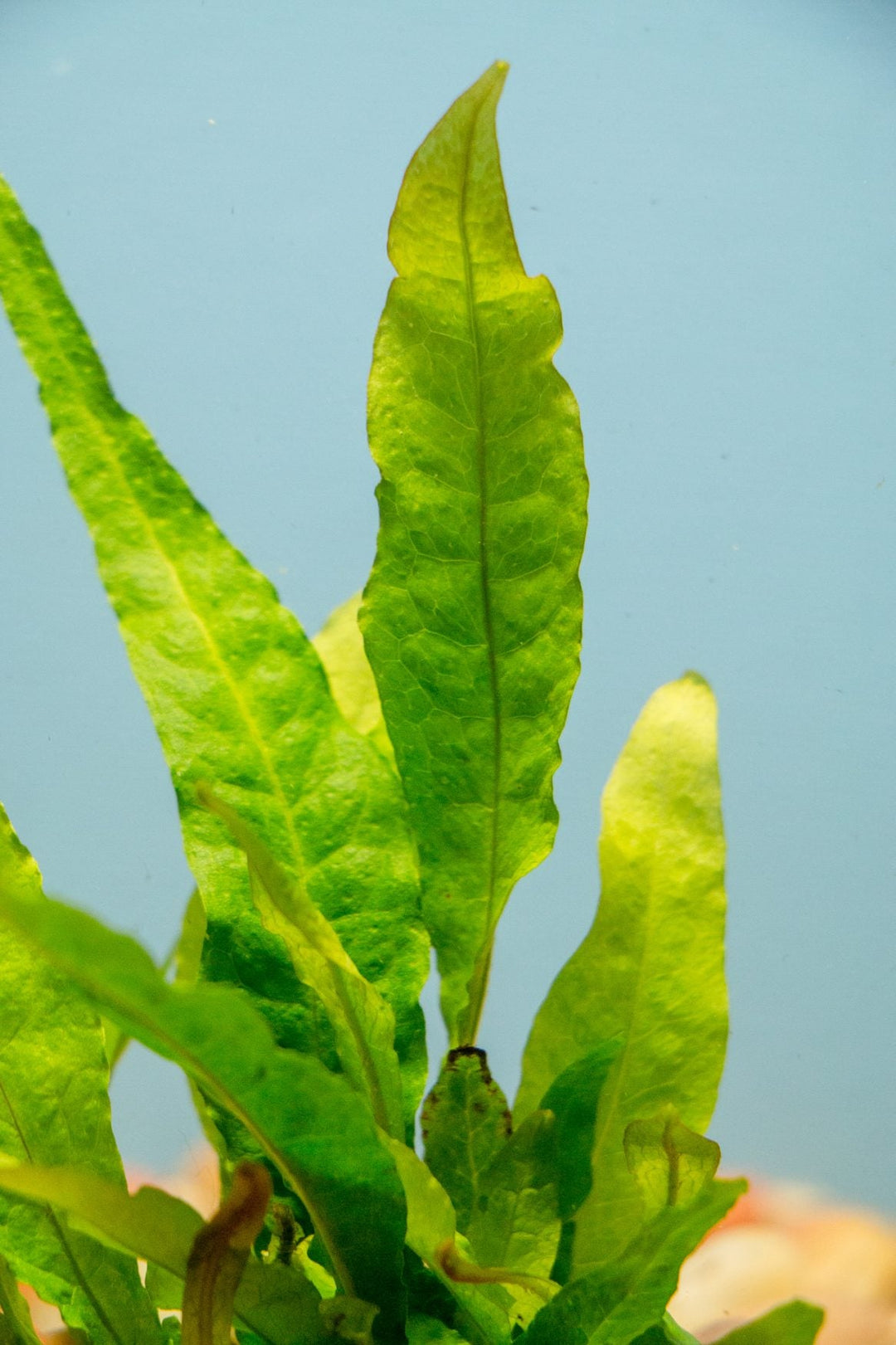 Aquarium Ferns attached to wood in a shaded tank