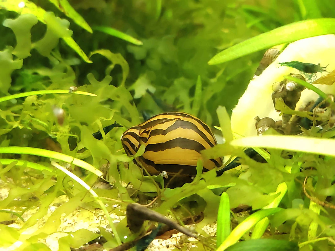 Freshwater Aquarium Invertebrates grazing in a planted tank