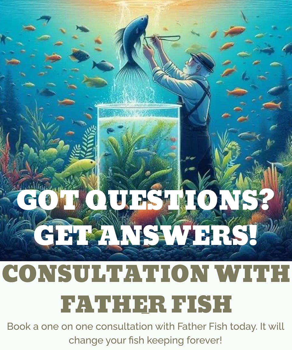 Father Fish Consultation focused on tank setup and balance