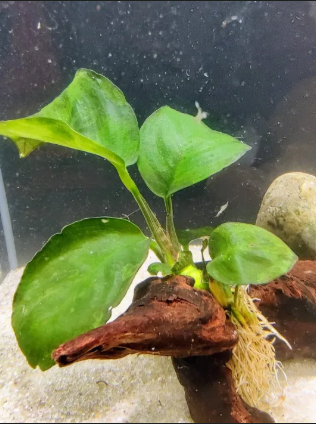 Anubias Aquarium Plants attached to driftwood in low light