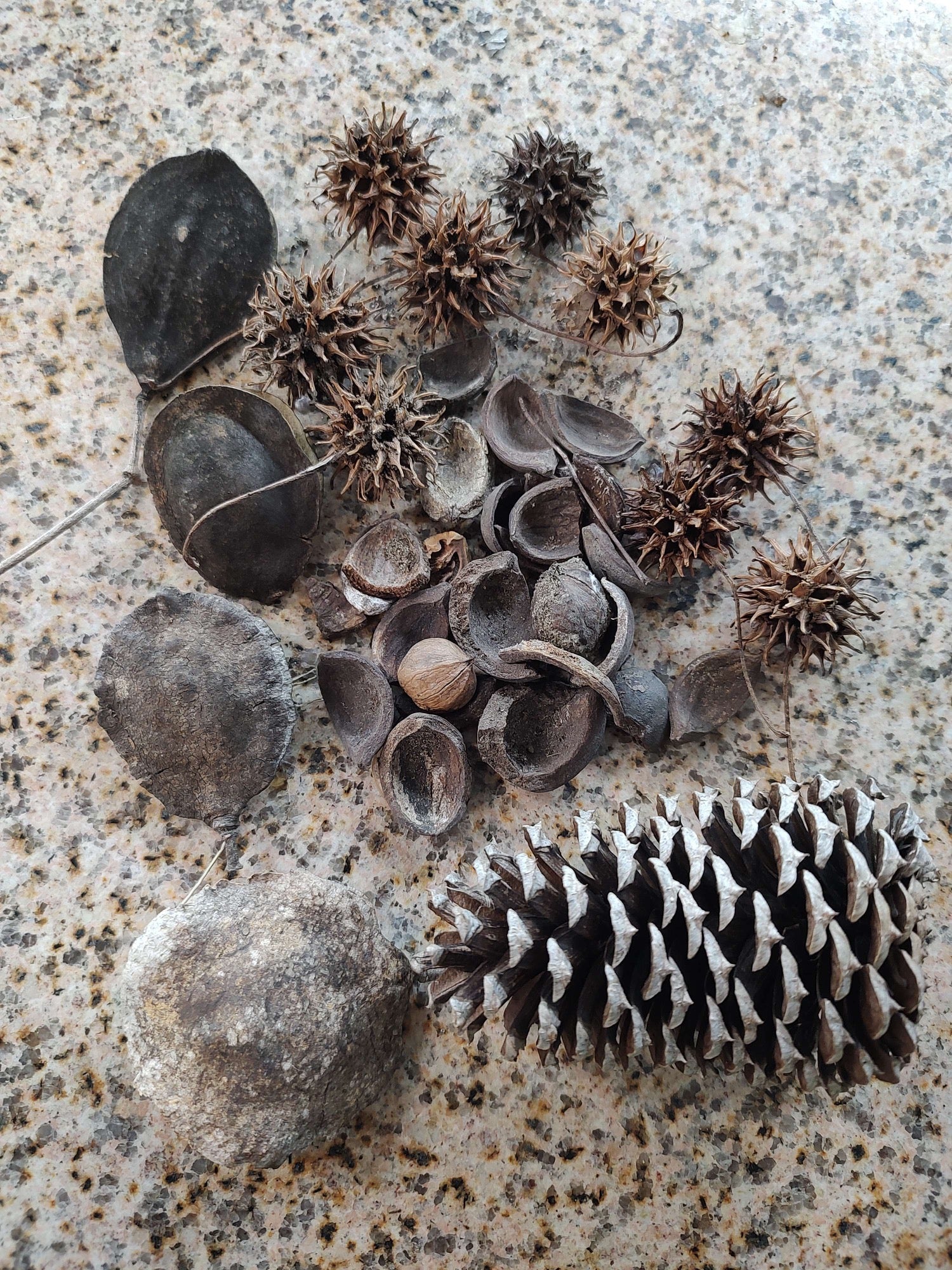 🍂 Botanicals – Leaf Litter, Seed Pods & Natural Tank Enrichments