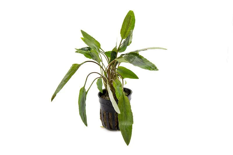 Cryptocoryne Plants | Midground Plants For Natural Tanks