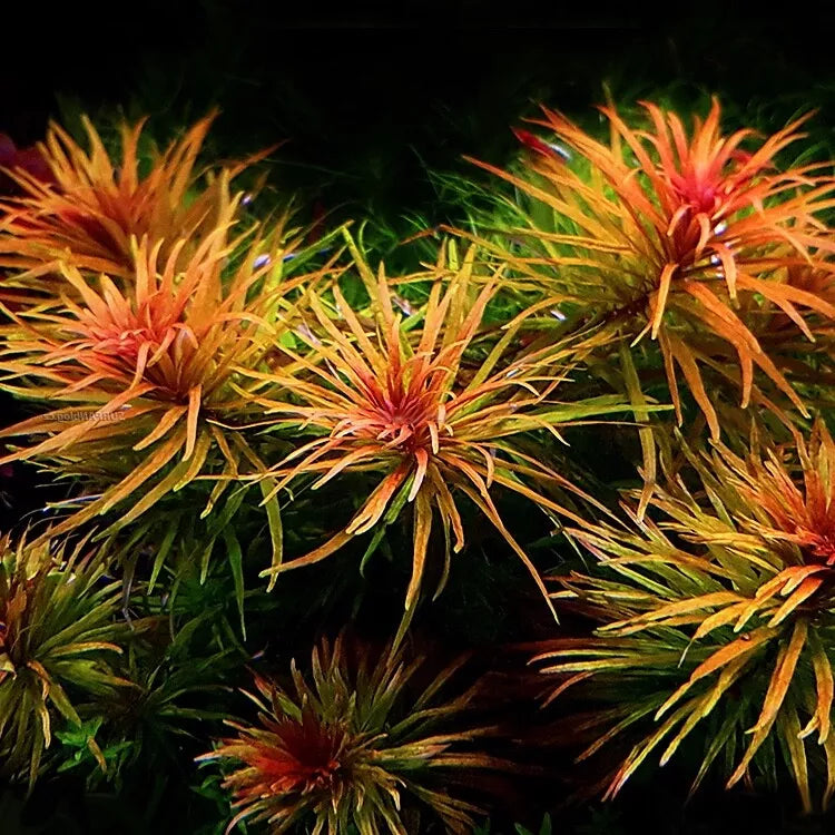🌿 All Live Aquarium Plants – Rooted, Floating & Specialty Picks