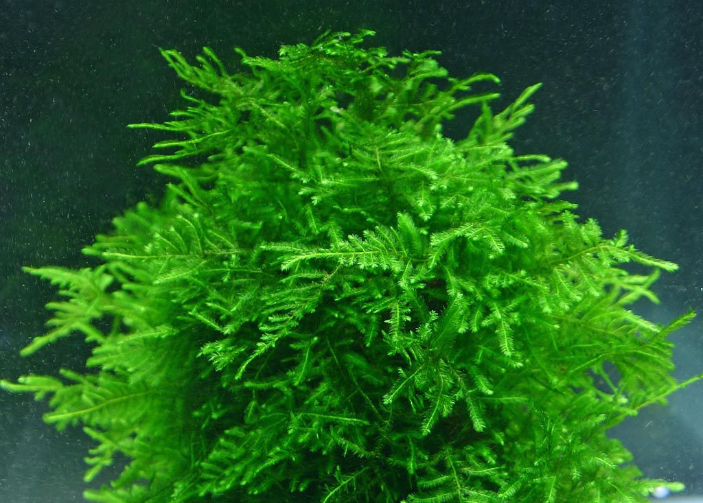Aquarium Moss attached to driftwood and rock
