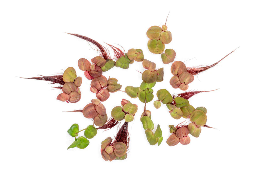Floating Aquarium Plants covering part of the water surface