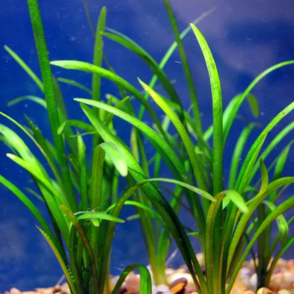 Sagittaria Aquarium Plants spreading through the foreground