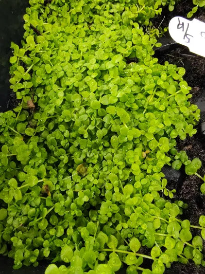 Aquarium Carpeting Plants spreading across the foreground