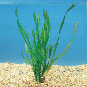 Vallisneria Plants forming a tall aquarium background
