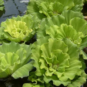 Pond Plants growing across a natural water garden