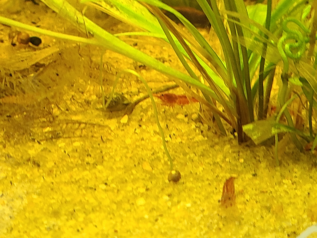 Neocaridina Shrimp – Mixed Colors (4 Pack) | Hardy Tank Cleaners