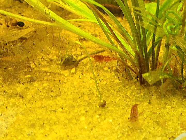 Neocaridina Shrimp – Mixed Colors (4 Pack) | Hardy Tank Cleaners