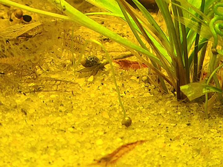 Neocaridina Shrimp – Mixed Colors (4 Pack) | Hardy Tank Cleaners