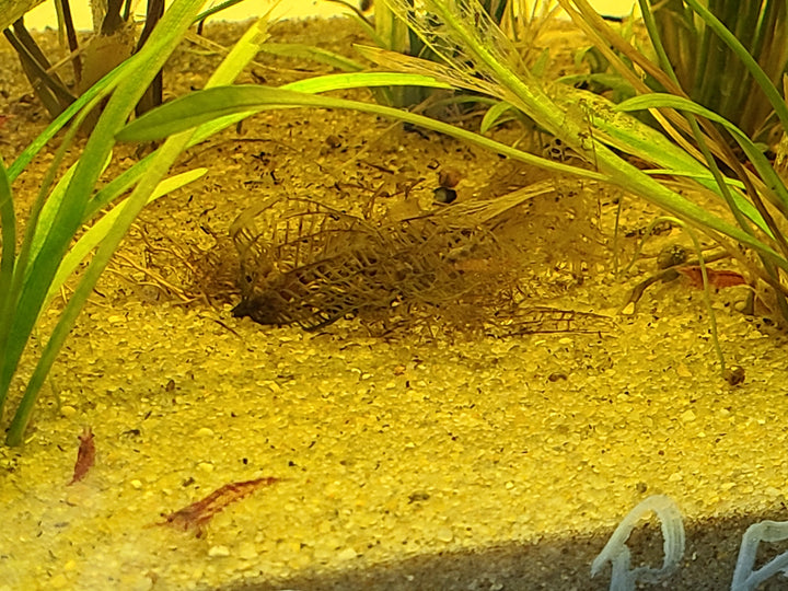 Neocaridina Shrimp – Mixed Colors (4 Pack) | Hardy Tank Cleaners
