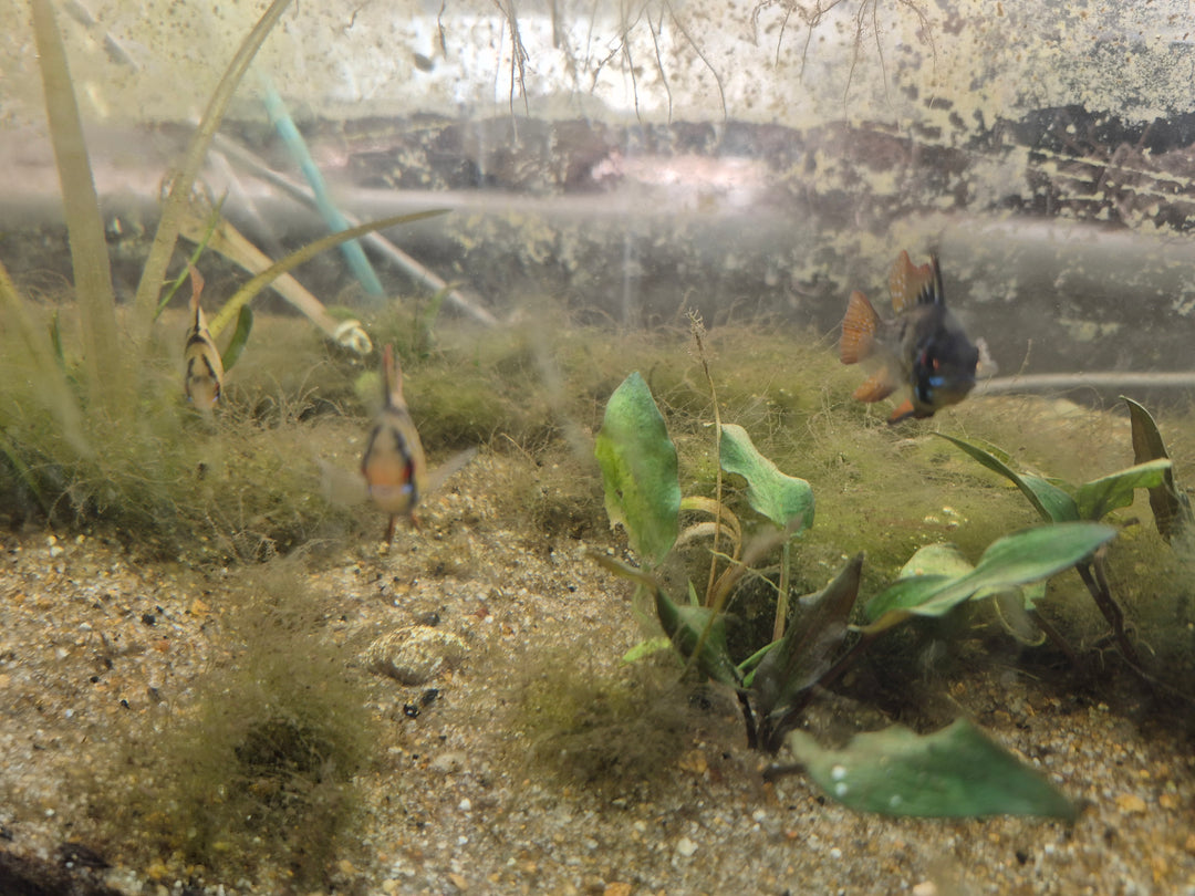 💙 German Blue Ram Cichlids – Mated Pair
