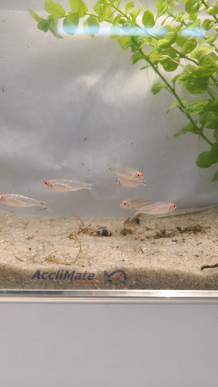 🔴🐟 Rummynose Tetras –4 Pack | Tight Schooling Community Fish