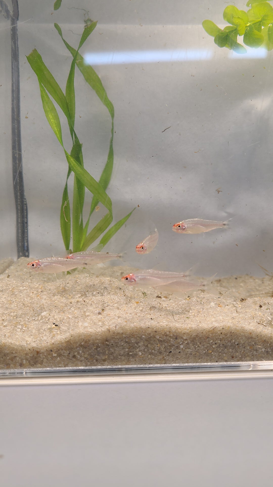 🔴🐟 Rummynose Tetras –4 Pack | Tight Schooling Community Fish