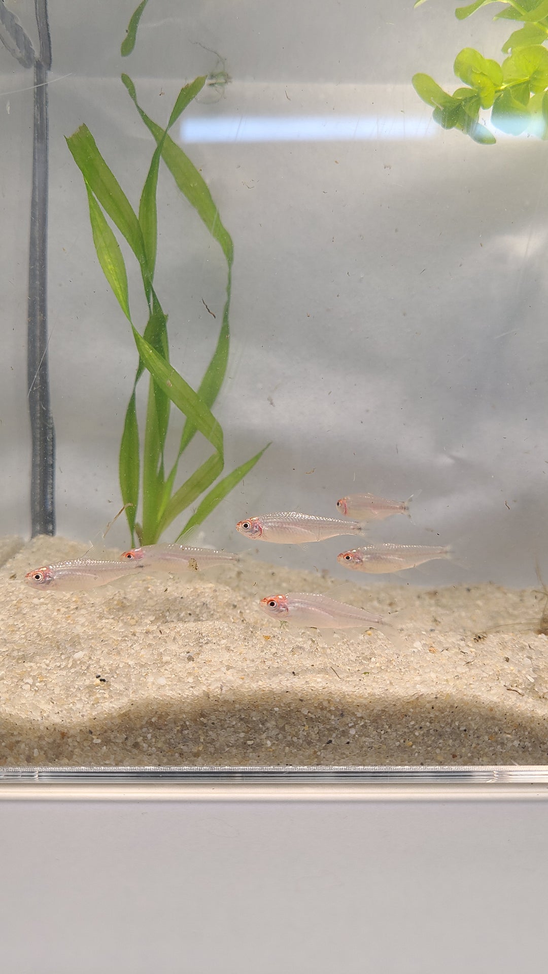 🔴🐟 Rummynose Tetras –4 Pack | Tight Schooling Community Fish