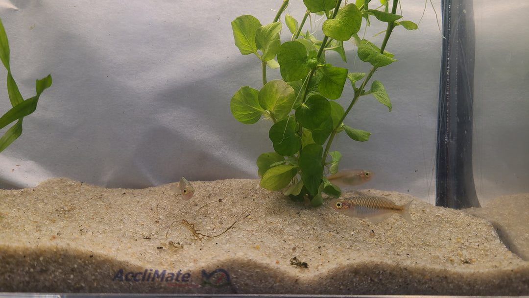 🌈🐟 Boesemani Rainbowfish 2 – Vibrant Community Fish