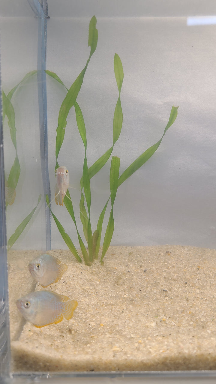 🐟 Dwarf Gourami – Vibrant Centerpiece Fish (Single or 3-Pack)