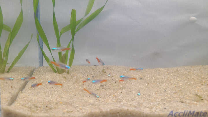 🐟 Diamond Head Neon Tetras – Bright Schooling Fish (6 Pack)