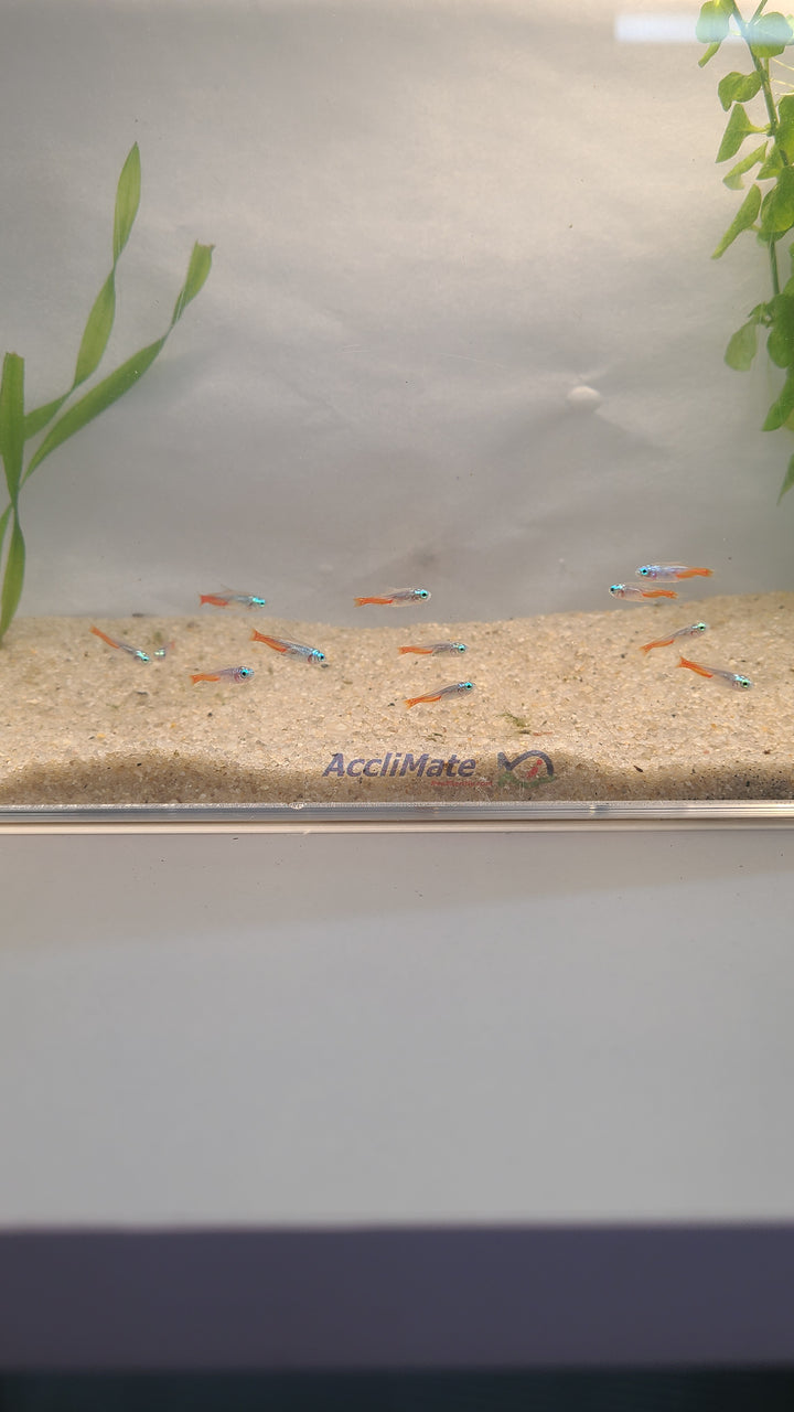 🐟 Diamond Head Neon Tetras – Bright Schooling Fish (6 Pack)