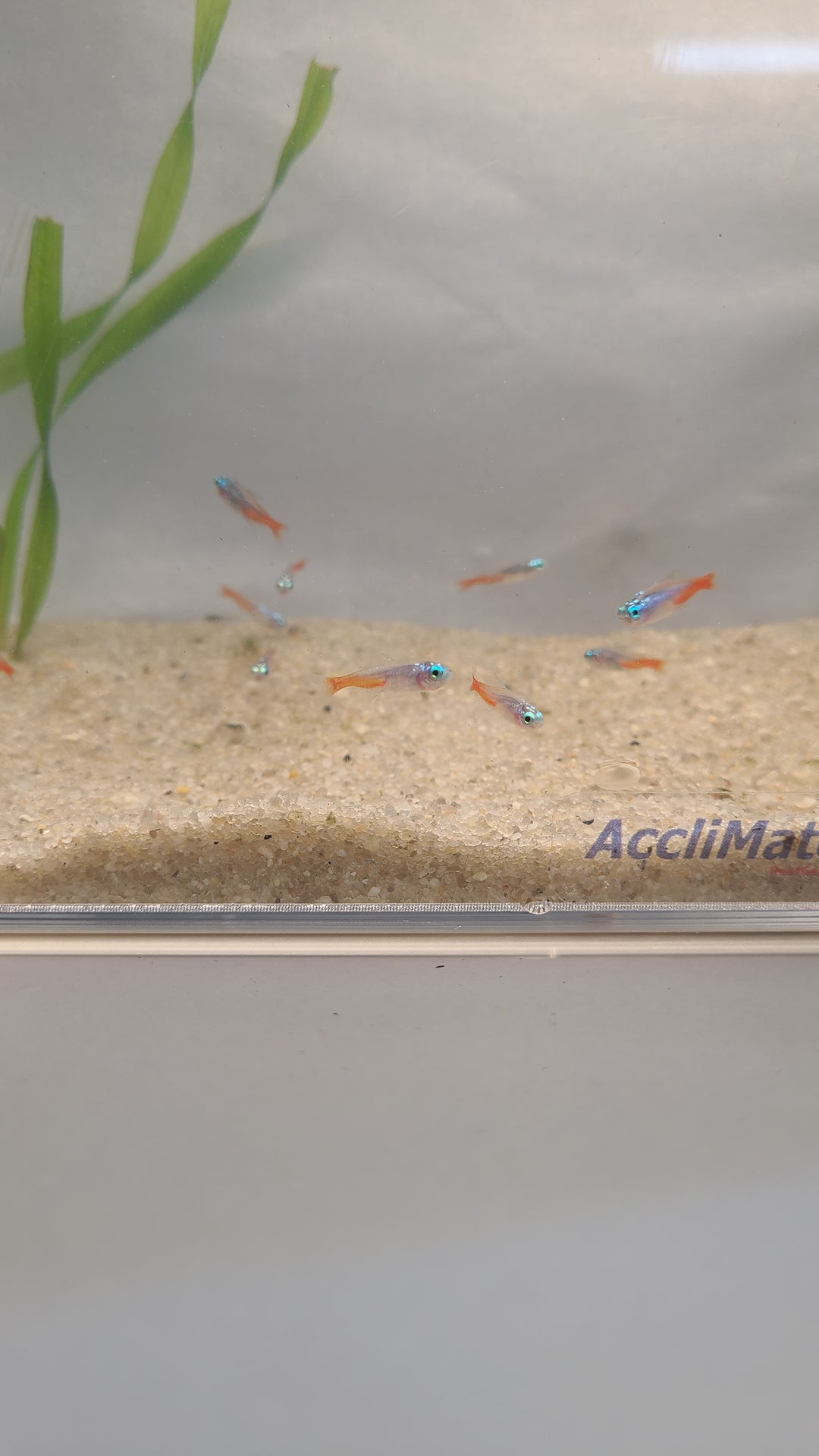 🐟 Diamond Head Neon Tetras – Bright Schooling Fish (6 Pack)