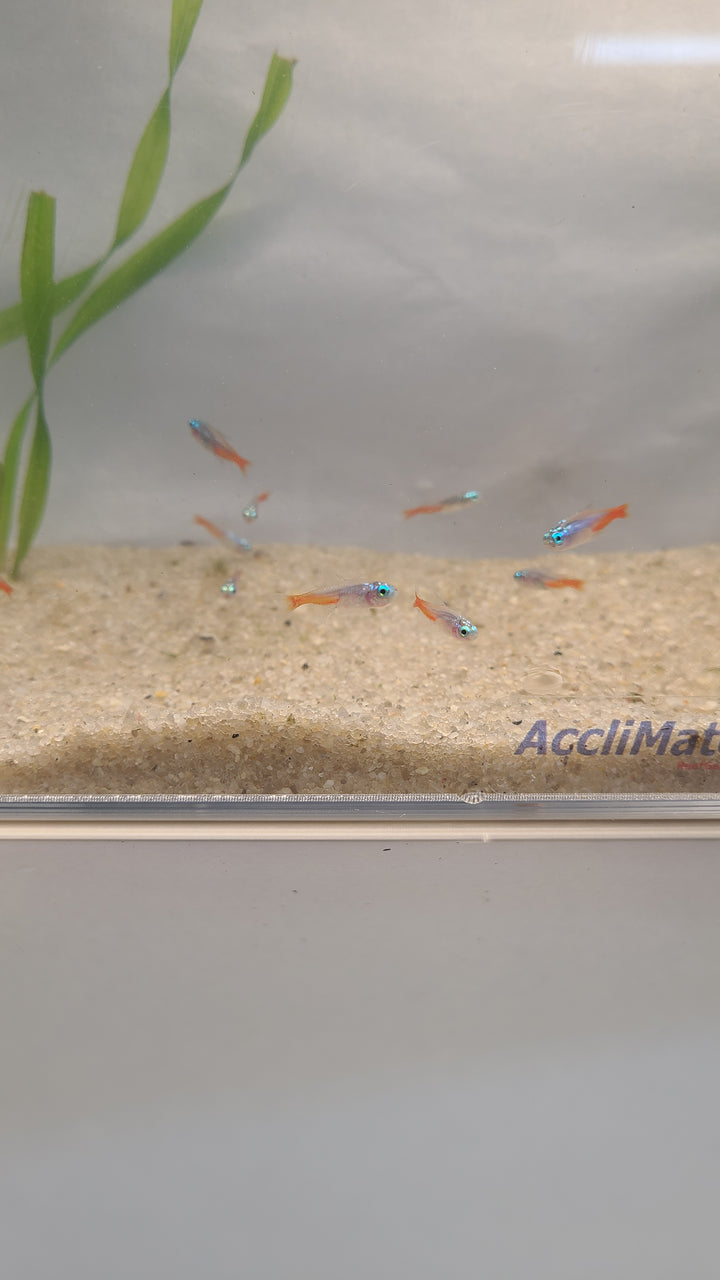 🐟 Diamond Head Neon Tetras – Bright Schooling Fish (6 Pack)