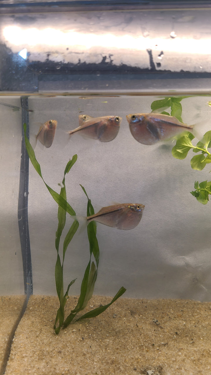 🐟 Silver Hatchetfish – 4 Pack | Top-Level Schooling Fish