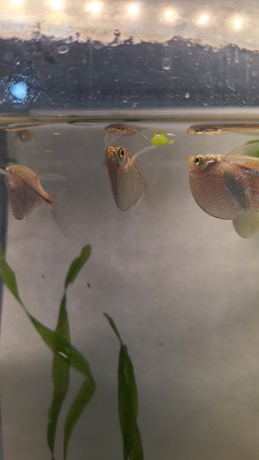 🐟 Silver Hatchetfish – 4 Pack | Top-Level Schooling Fish