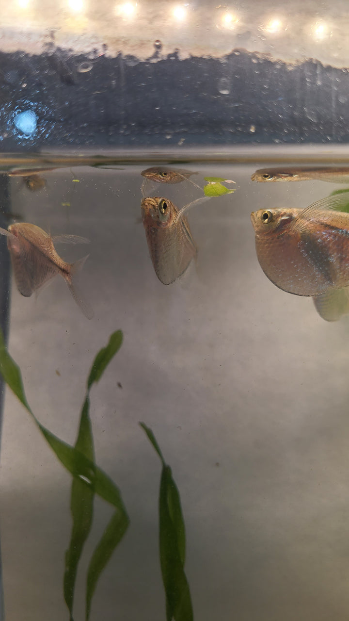 🐟 Silver Hatchetfish – 4 Pack | Top-Level Schooling Fish