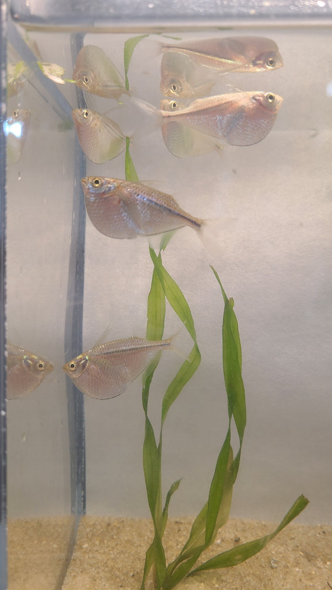 🐟 Silver Hatchetfish – 4 Pack | Top-Level Schooling Fish