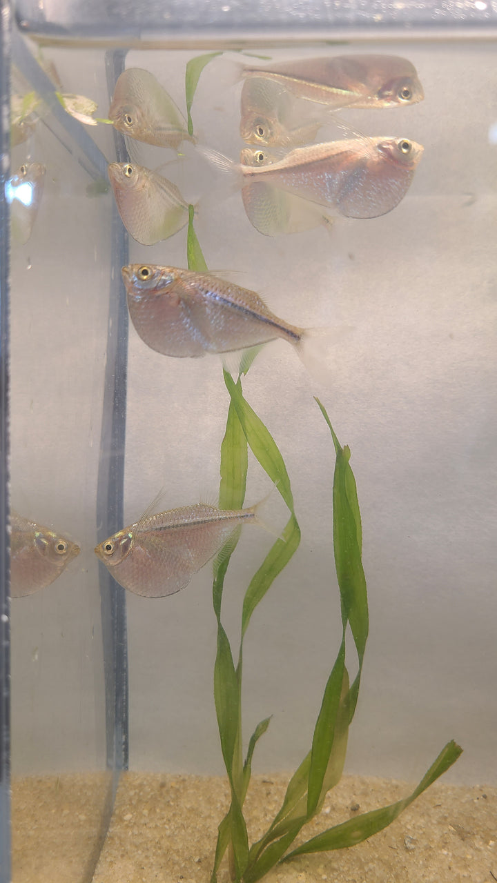 🐟 Silver Hatchetfish – 4 Pack | Top-Level Schooling Fish