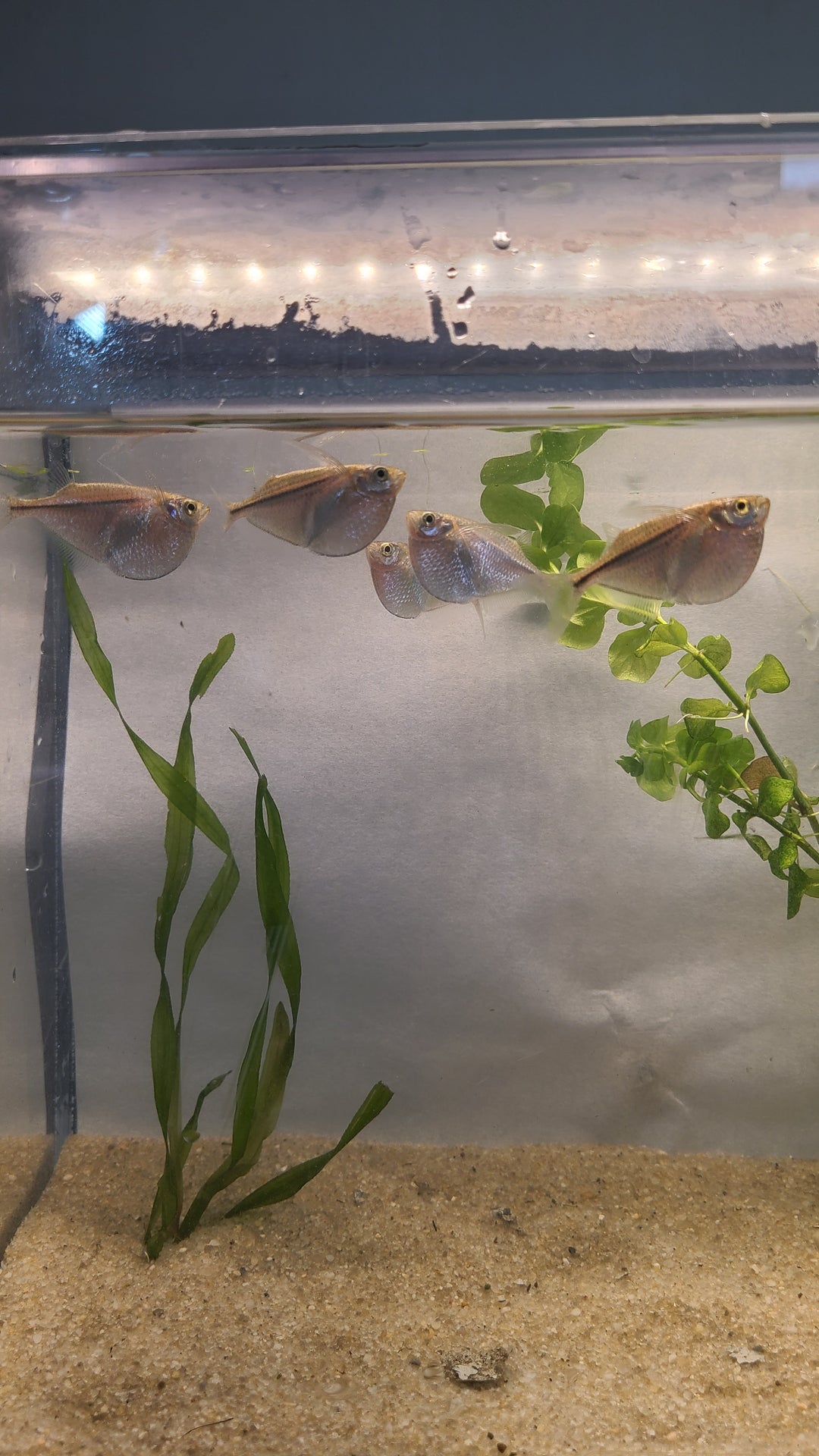 🐟 Silver Hatchetfish – 4 Pack | Top-Level Schooling Fish