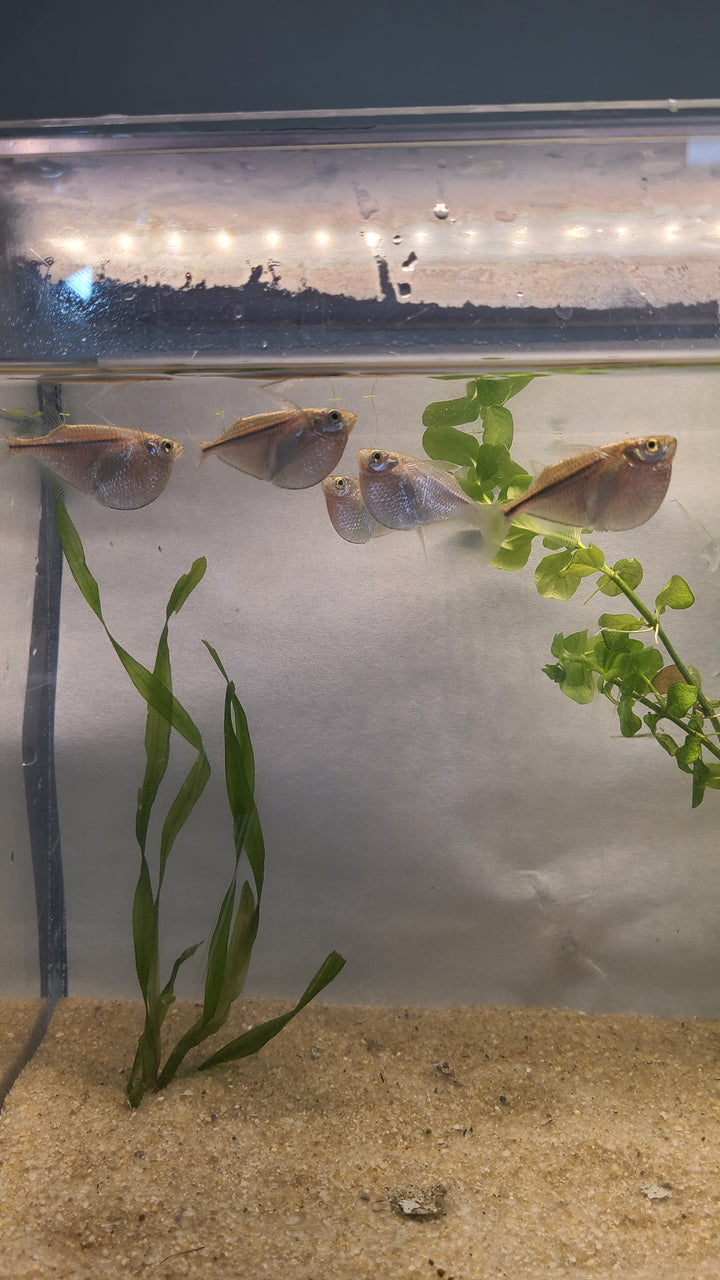 🐟 Silver Hatchetfish – 4 Pack | Top-Level Schooling Fish