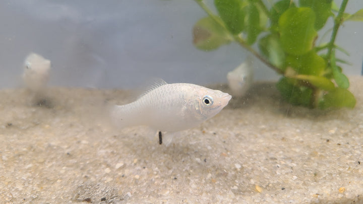 🐟✨ Silver Mollies – 3 Pack | Hardy Livebearer Community Fish