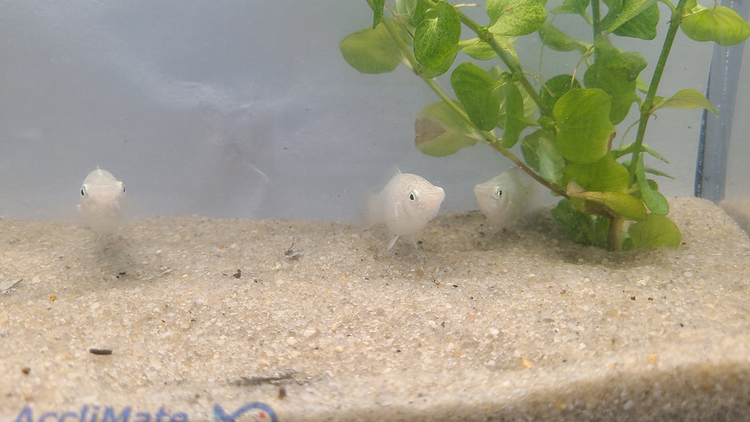 🐟✨ Silver Mollies – 3 Pack | Hardy Livebearer Community Fish