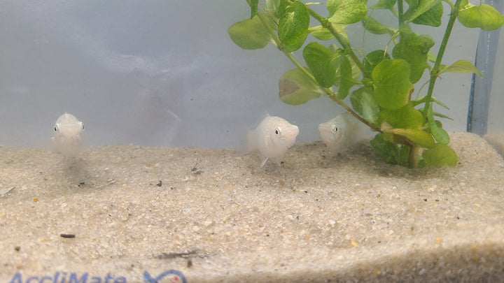 🐟✨ Silver Mollies – 3 Pack | Hardy Livebearer Community Fish