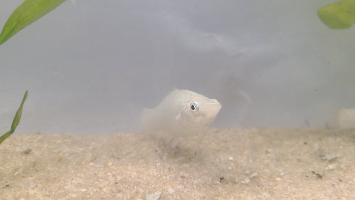 🐟✨ Silver Mollies – 3 Pack | Hardy Livebearer Community Fish