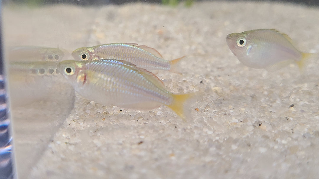 Dwarf neon rainbowfish (Melanotaenia praecox)