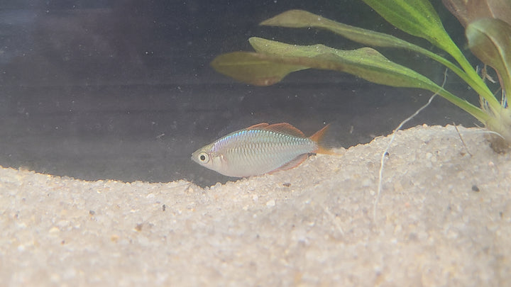 Dwarf neon rainbowfish (Melanotaenia praecox)