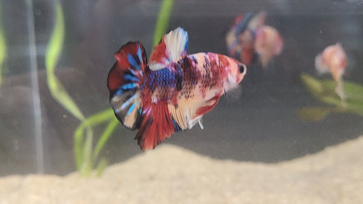 Skittles Betta