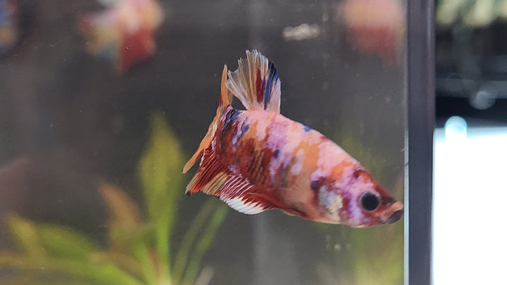 Skittles Betta