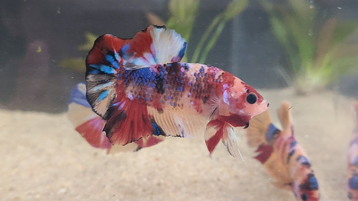 Skittles Betta