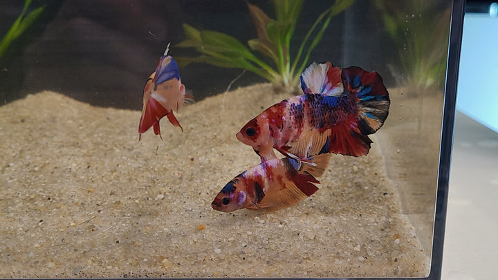 Skittles Betta