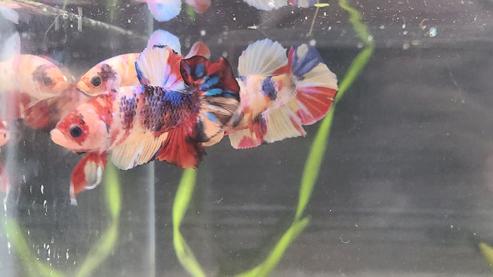 Skittles Betta