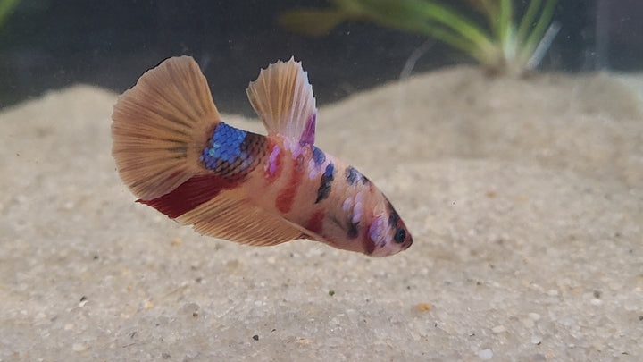 Skittles Betta