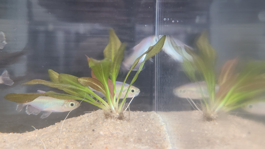 Congo tetra (Phenacogrammus interruptus) group of 3