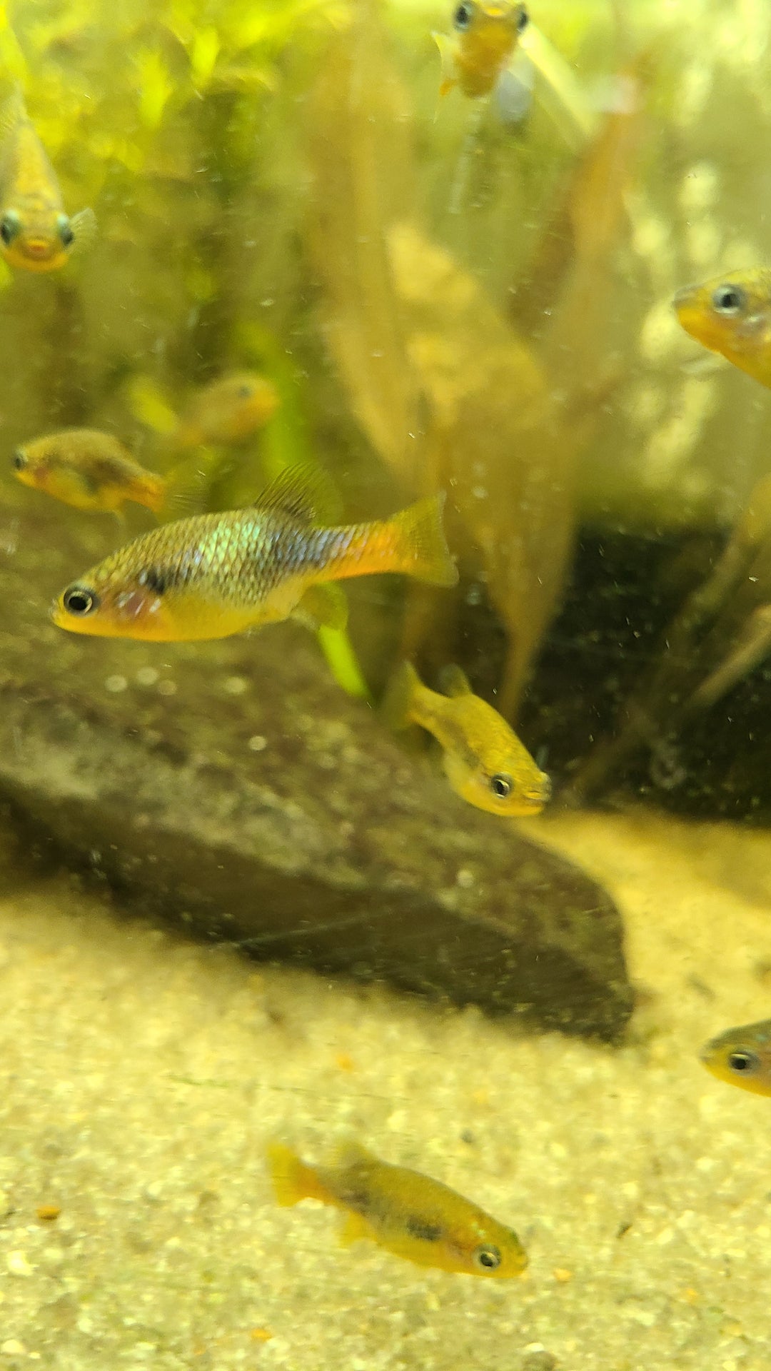 Redtail Goodeid (Xenotoca eiseni)