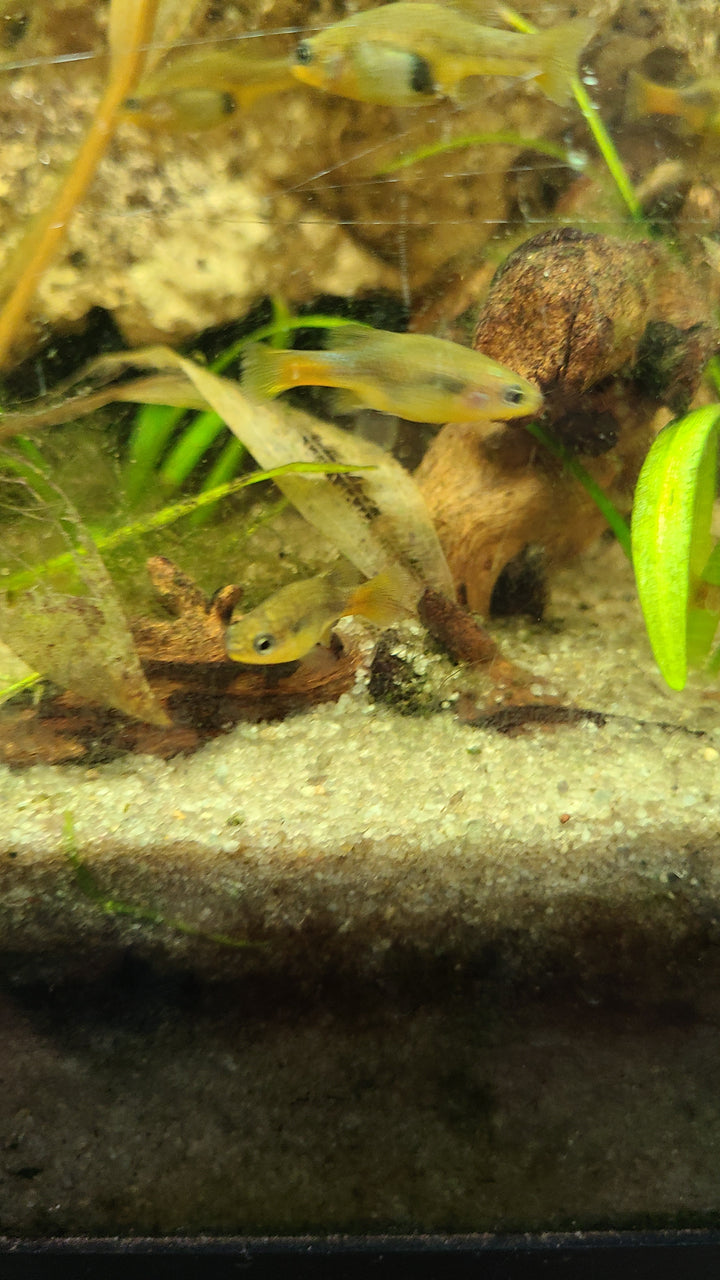 Redtail Goodeid (Xenotoca eiseni)